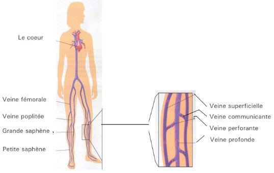 Dr Andrzejewski - Varices